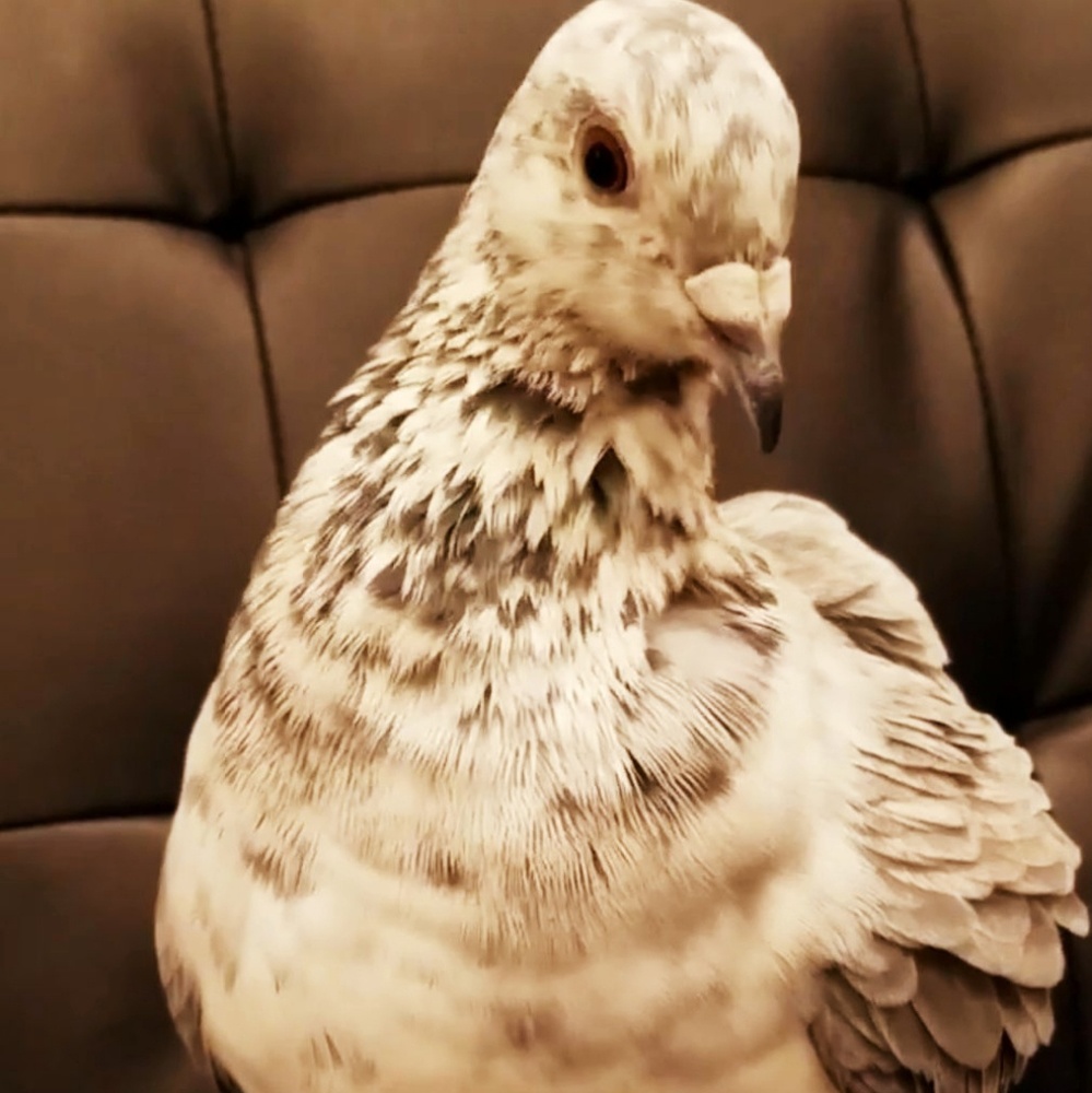 Yet another update on Sophia...